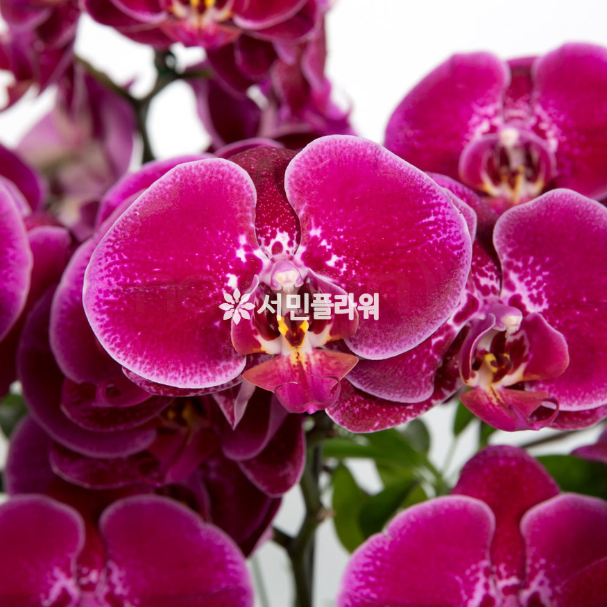 상세이미지
