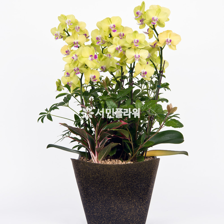 상세이미지
