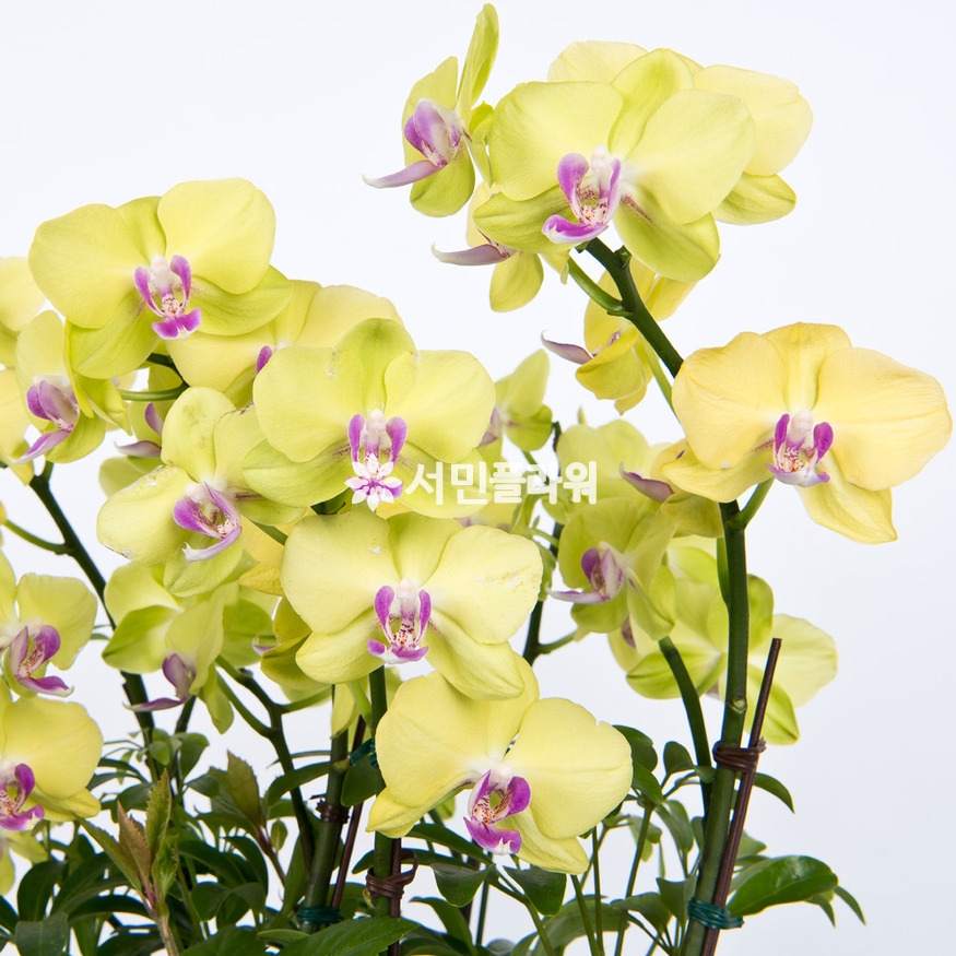 상세이미지