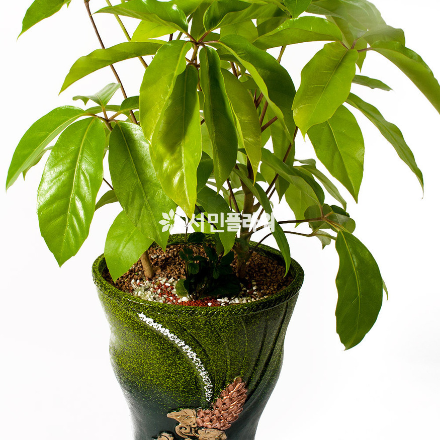 상세이미지