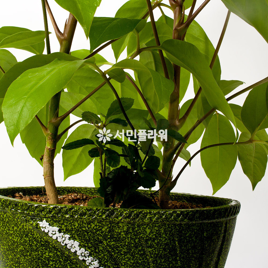 상세이미지