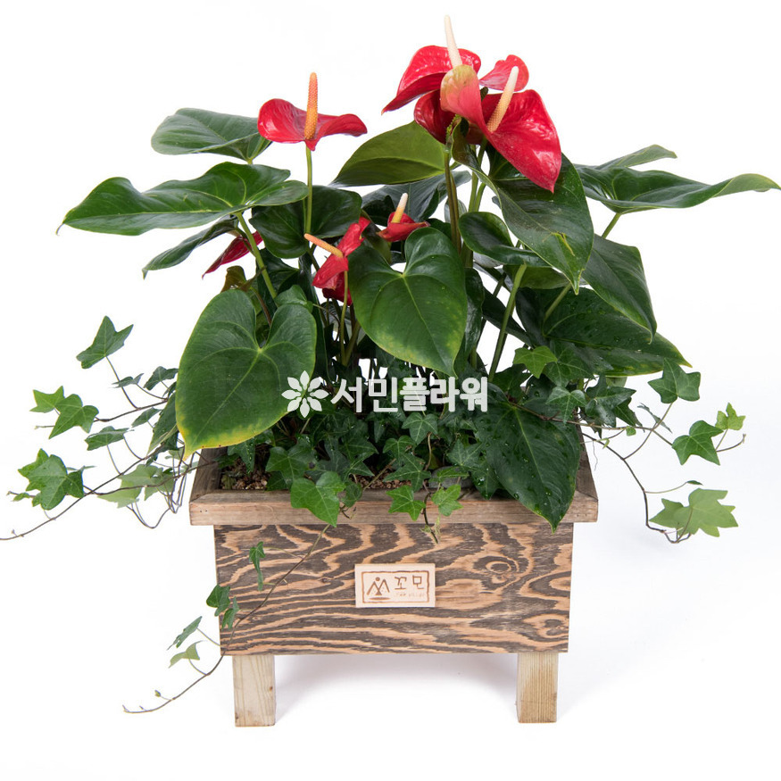상세이미지