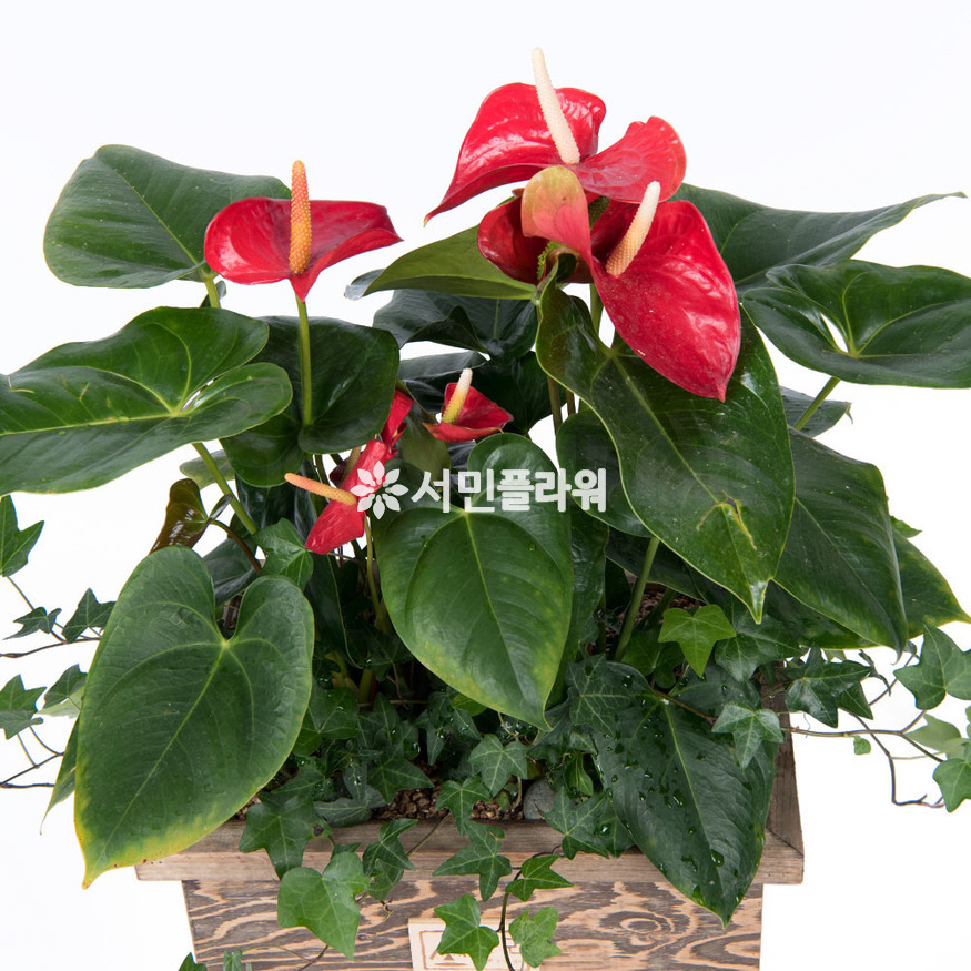상세이미지