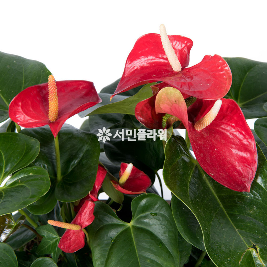 상세이미지
