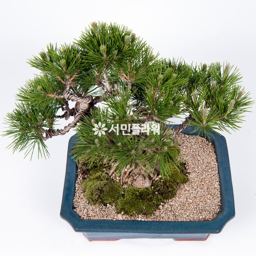 상세이미지