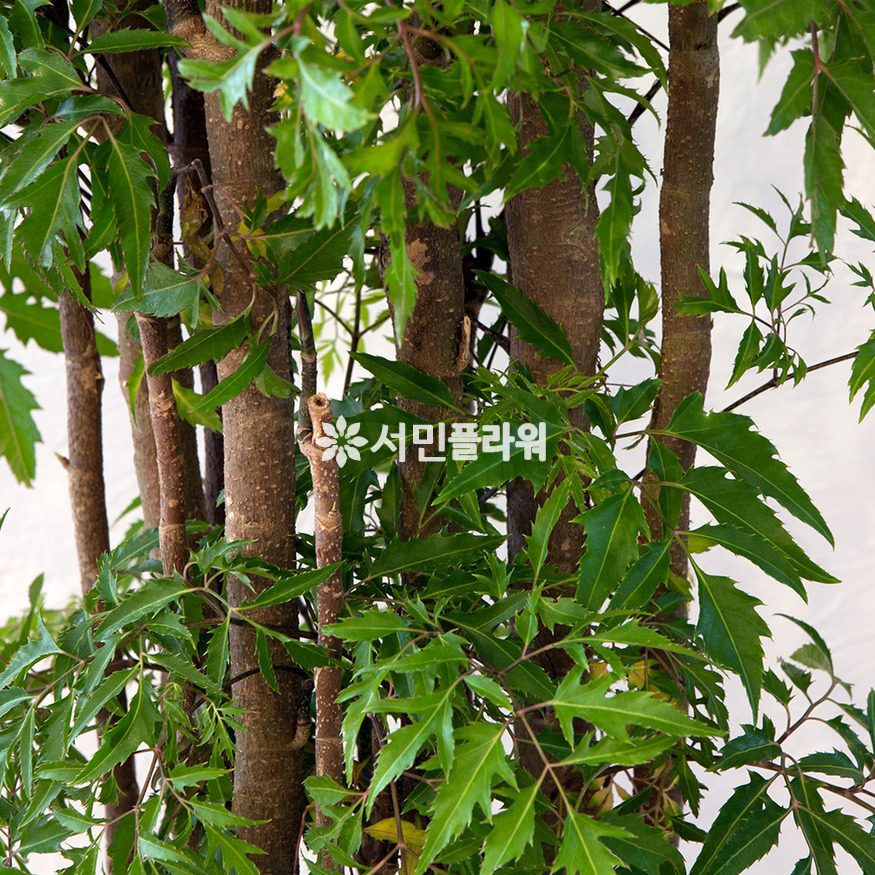 상세이미지
