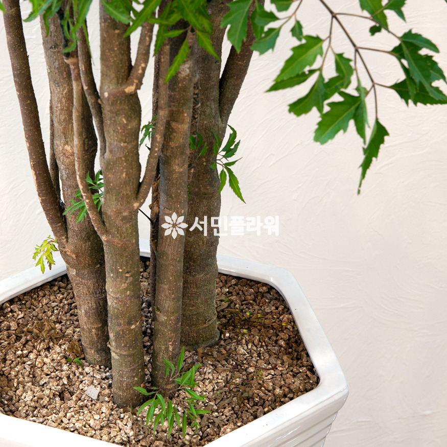 상세이미지