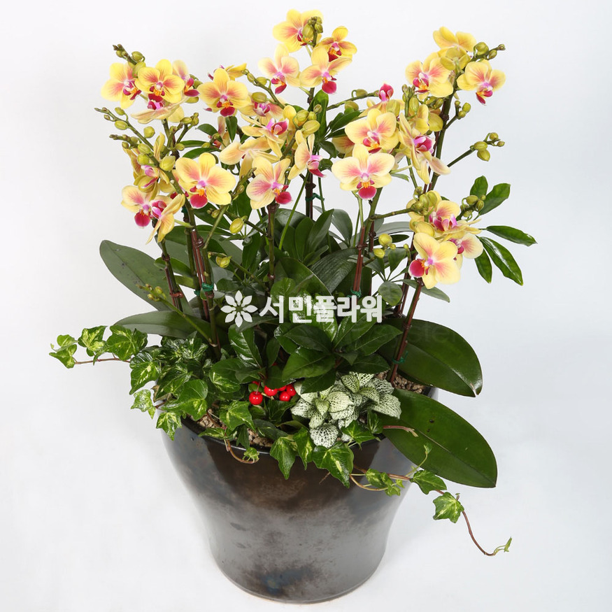 상세이미지