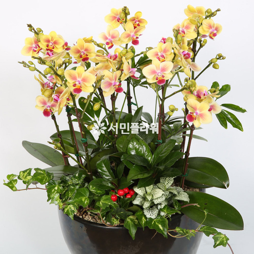 상세이미지