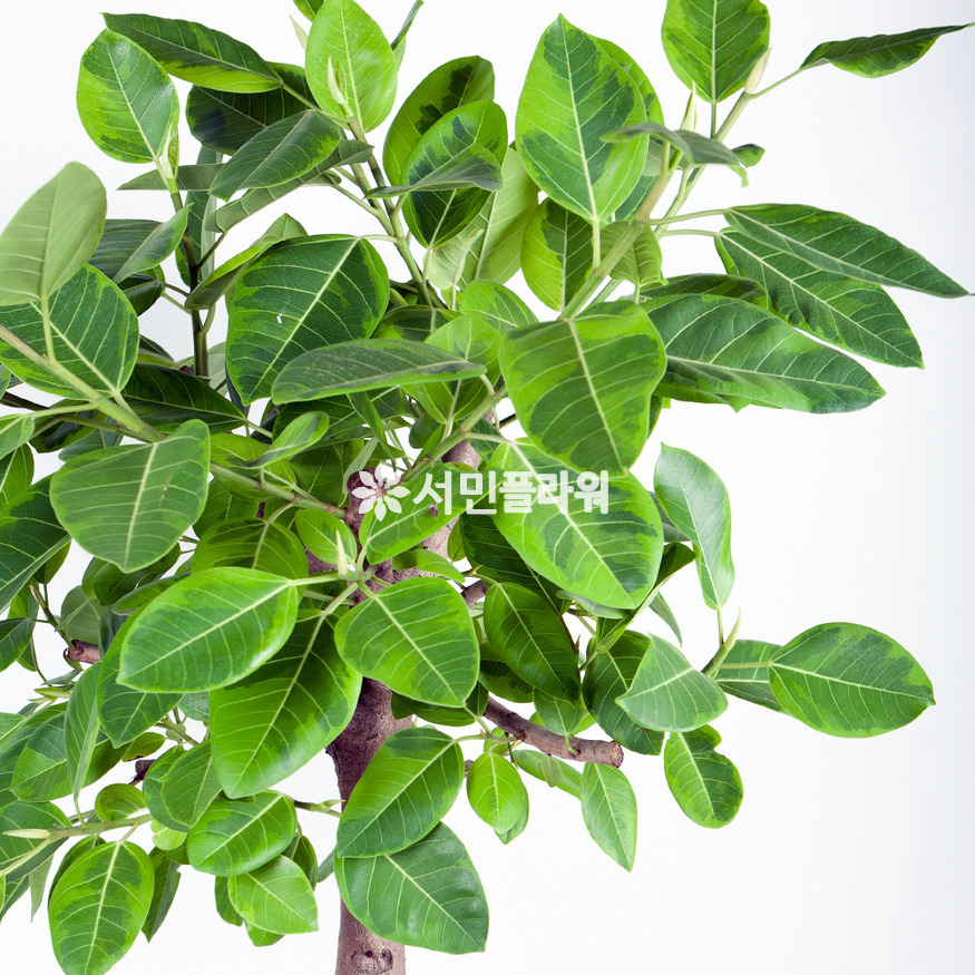 상세이미지