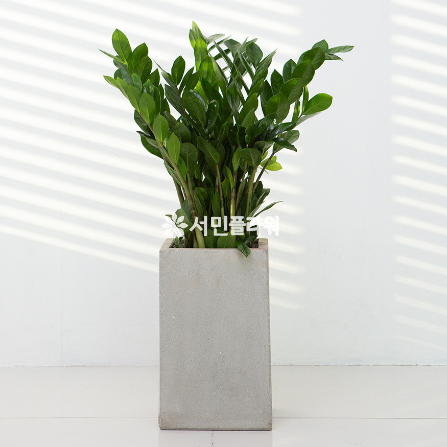 상세이미지