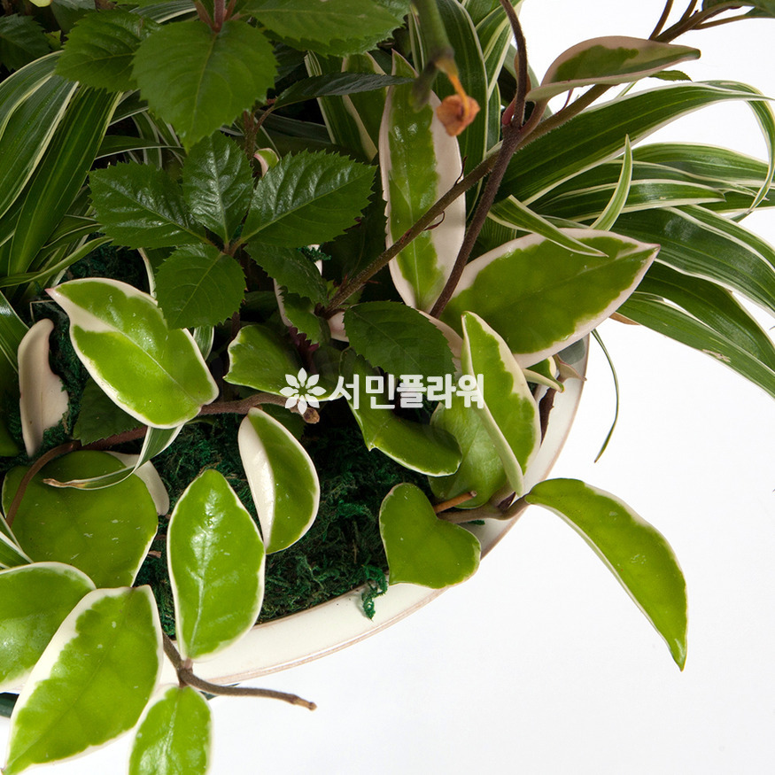상세이미지