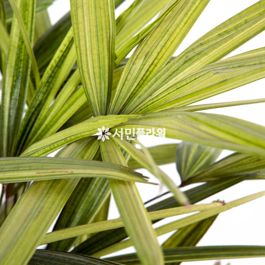 상세이미지