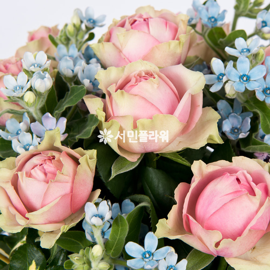 상세이미지
