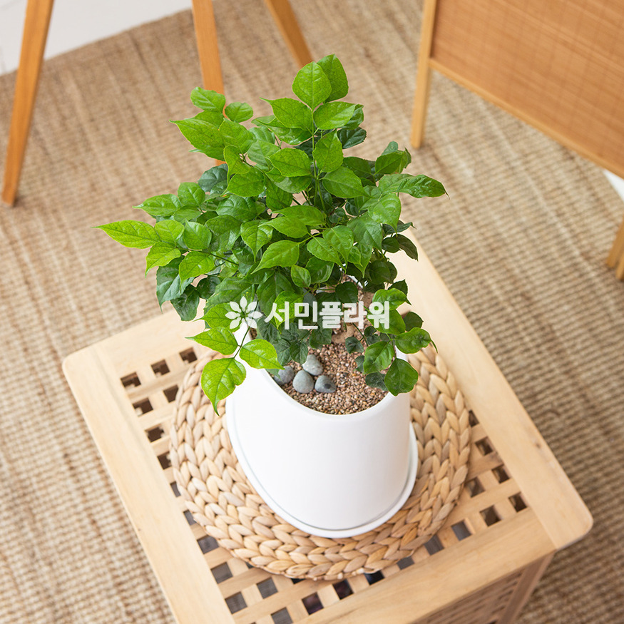 상세이미지