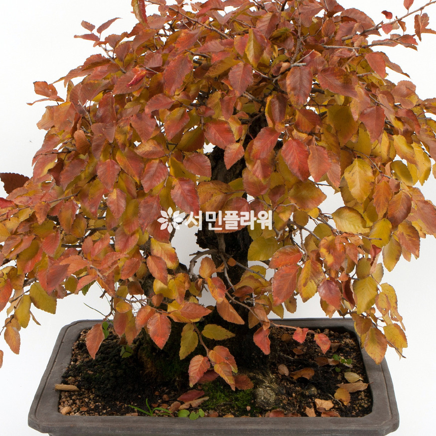 상세이미지