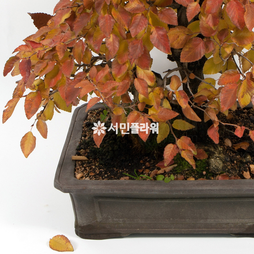 상세이미지