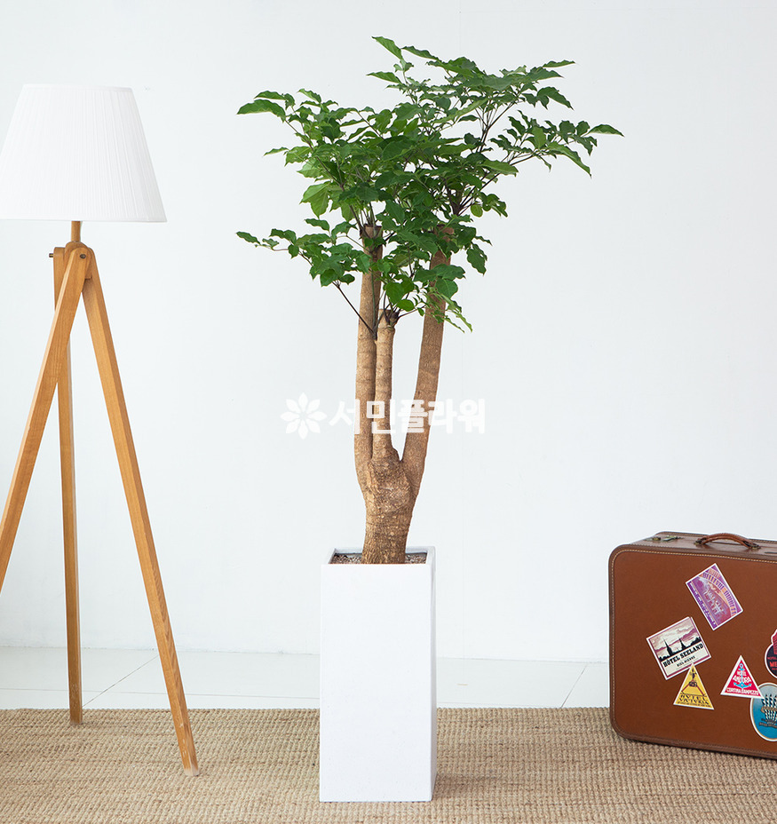 상세이미지