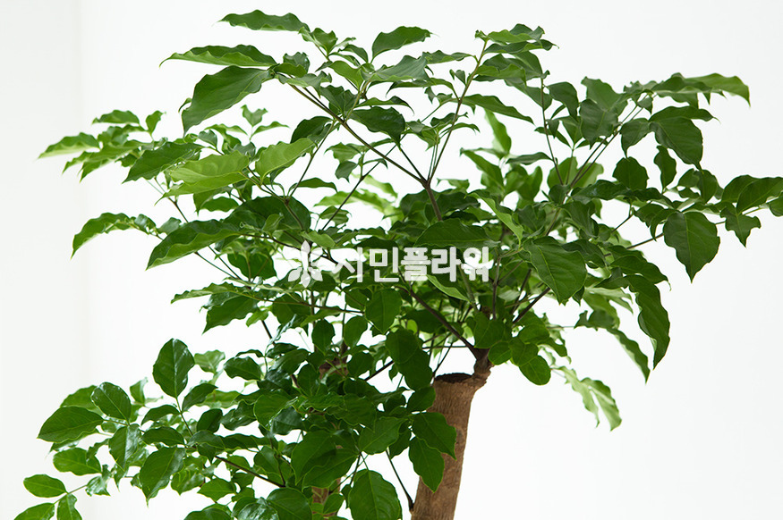 상세이미지