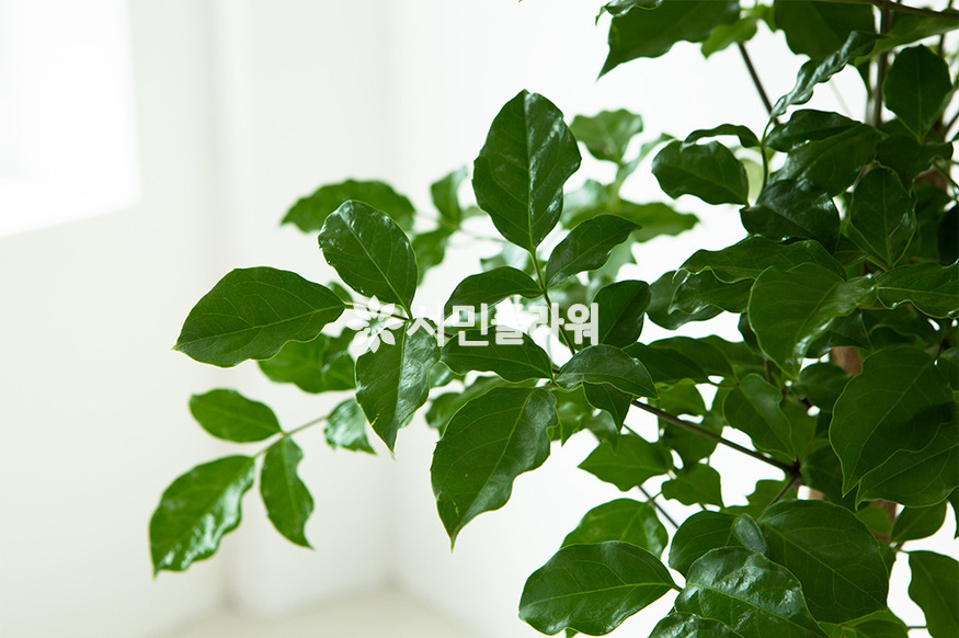 상세이미지