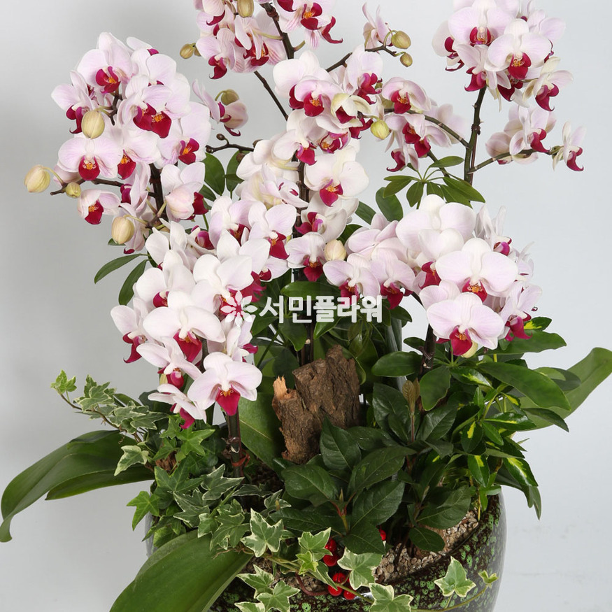 상세이미지