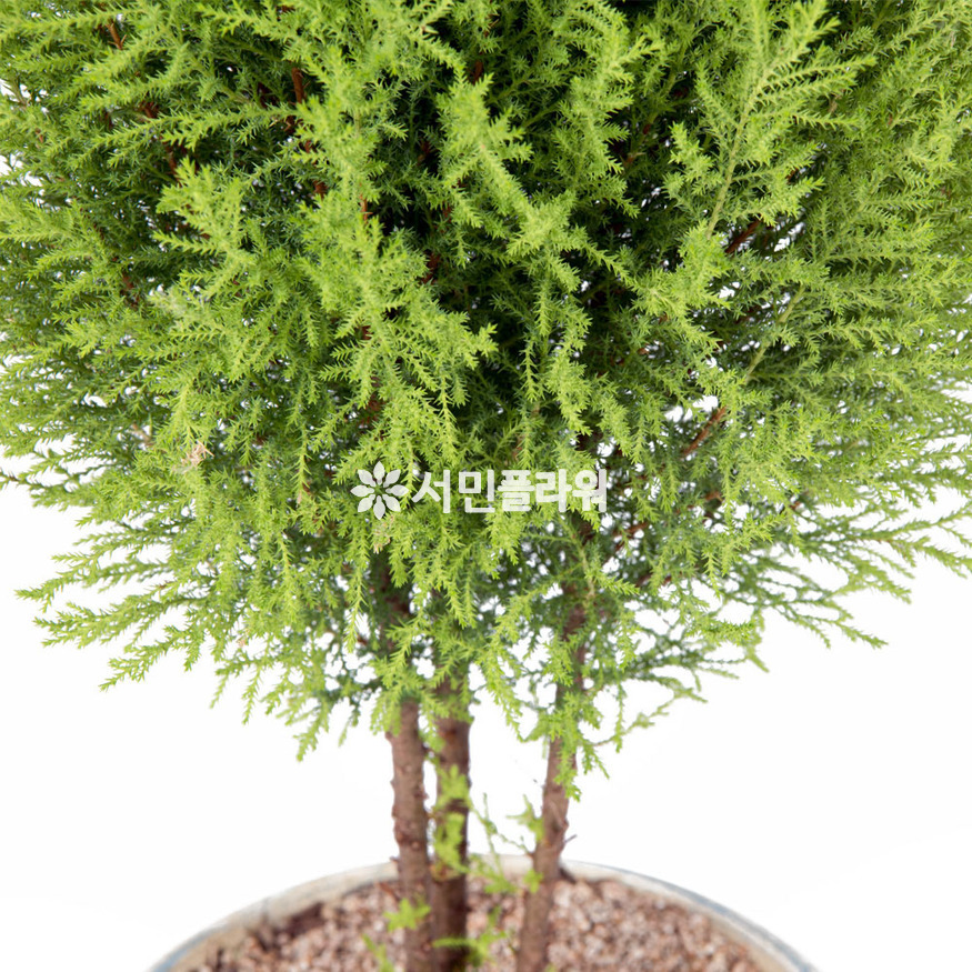 상세이미지
