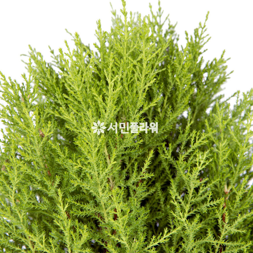 상세이미지