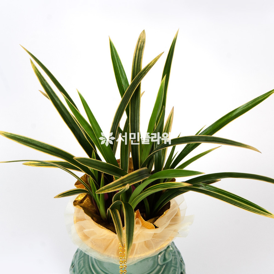 상세이미지
