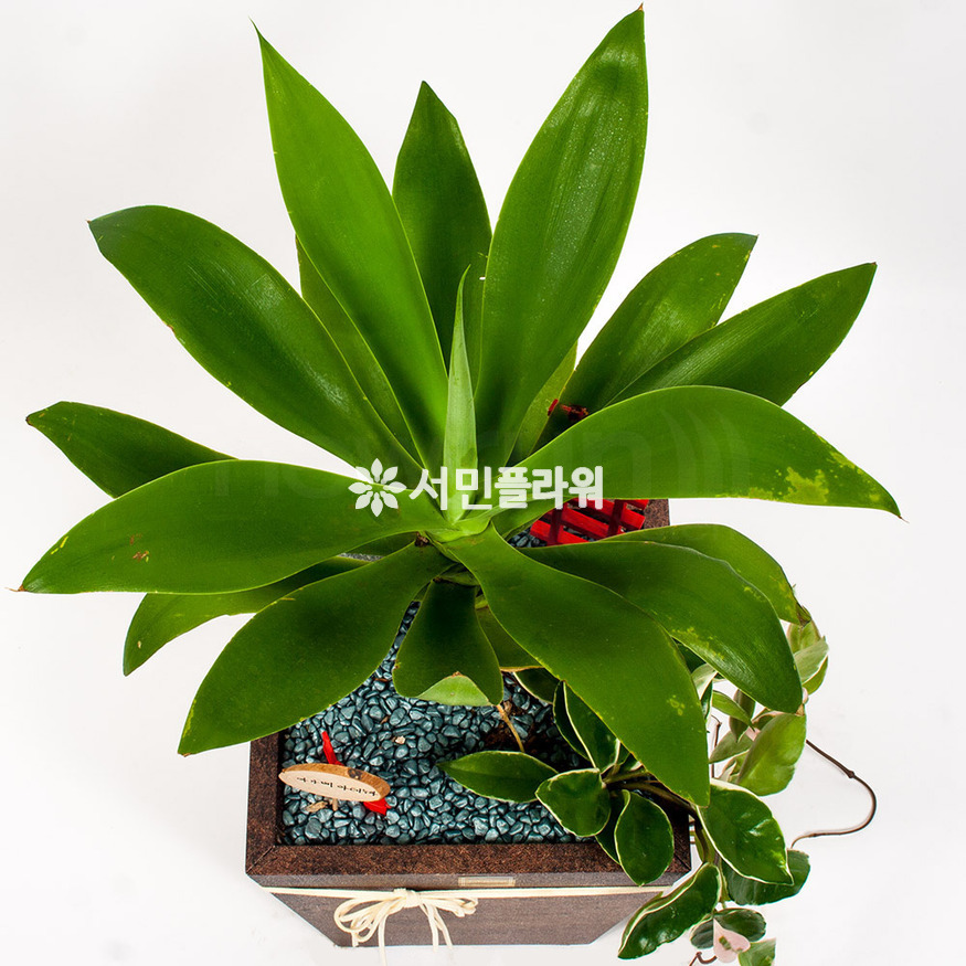 상세이미지
