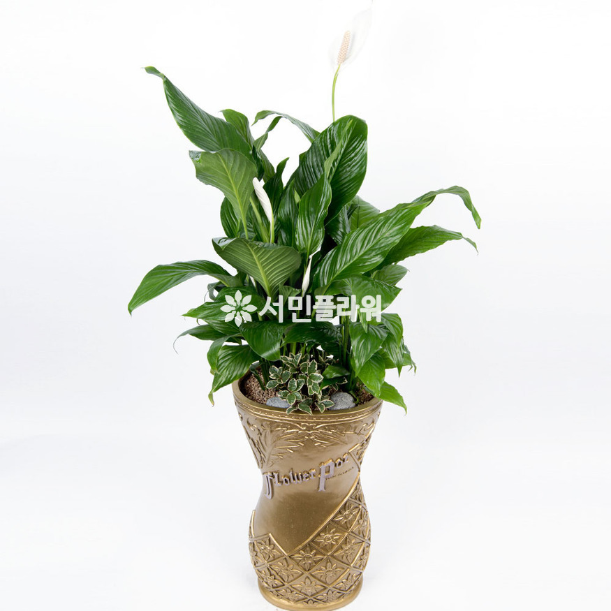 상세이미지
