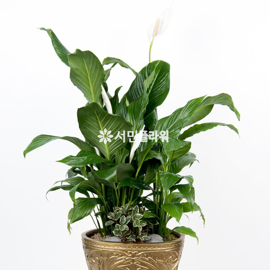 상세이미지