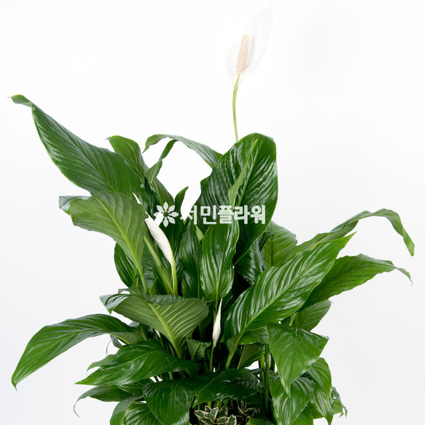 상세이미지