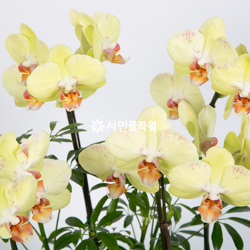 상세이미지