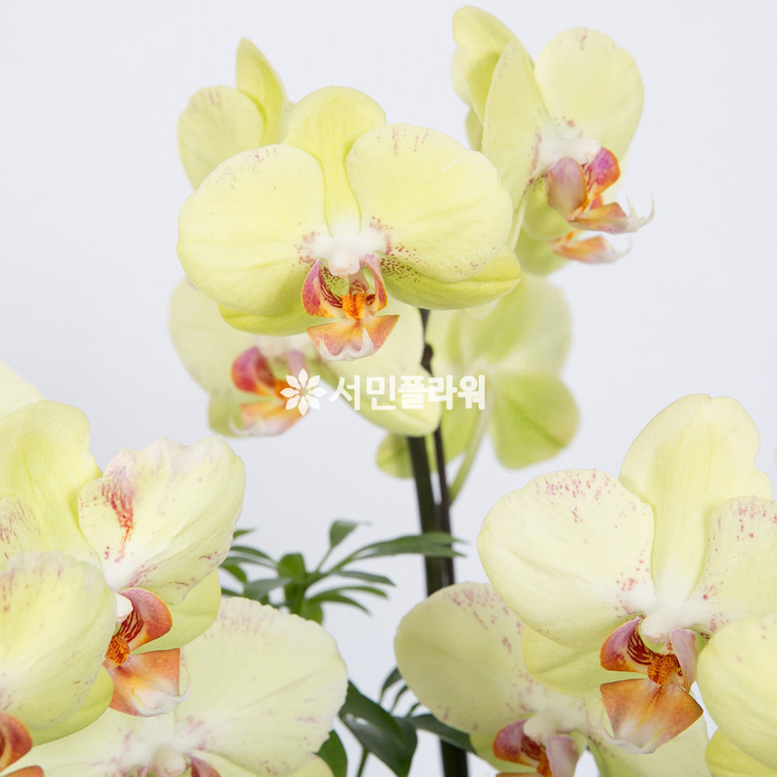 상세이미지