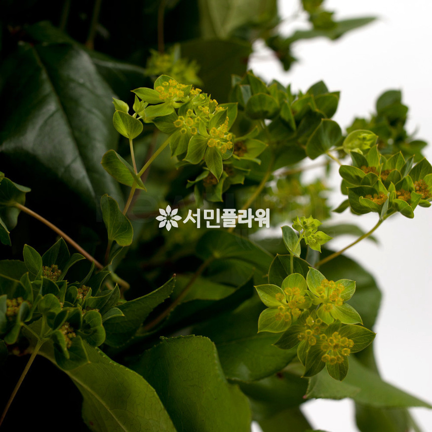 상세이미지