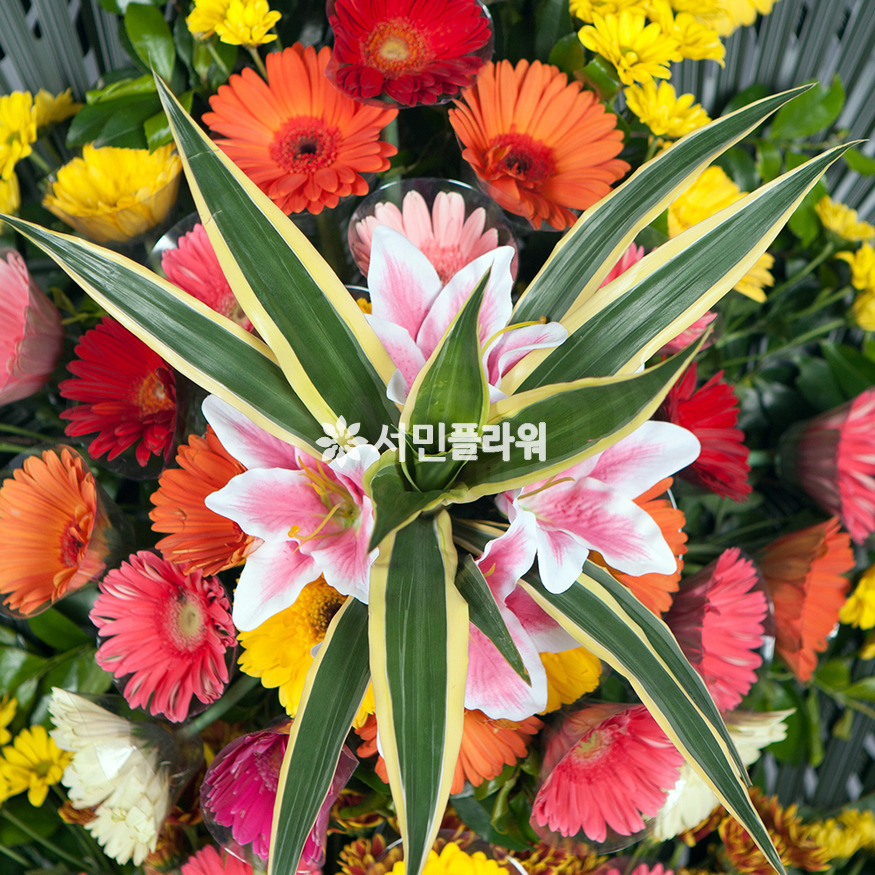 상세이미지