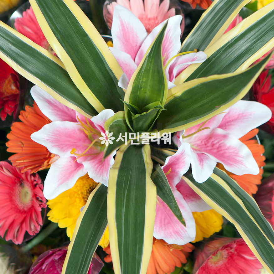 상세이미지