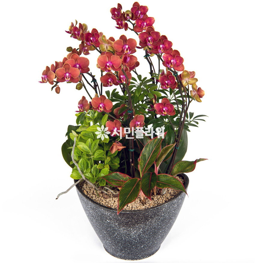 상세이미지