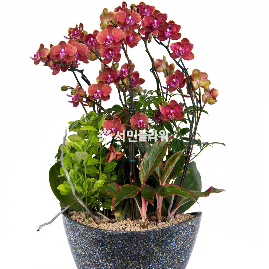 상세이미지
