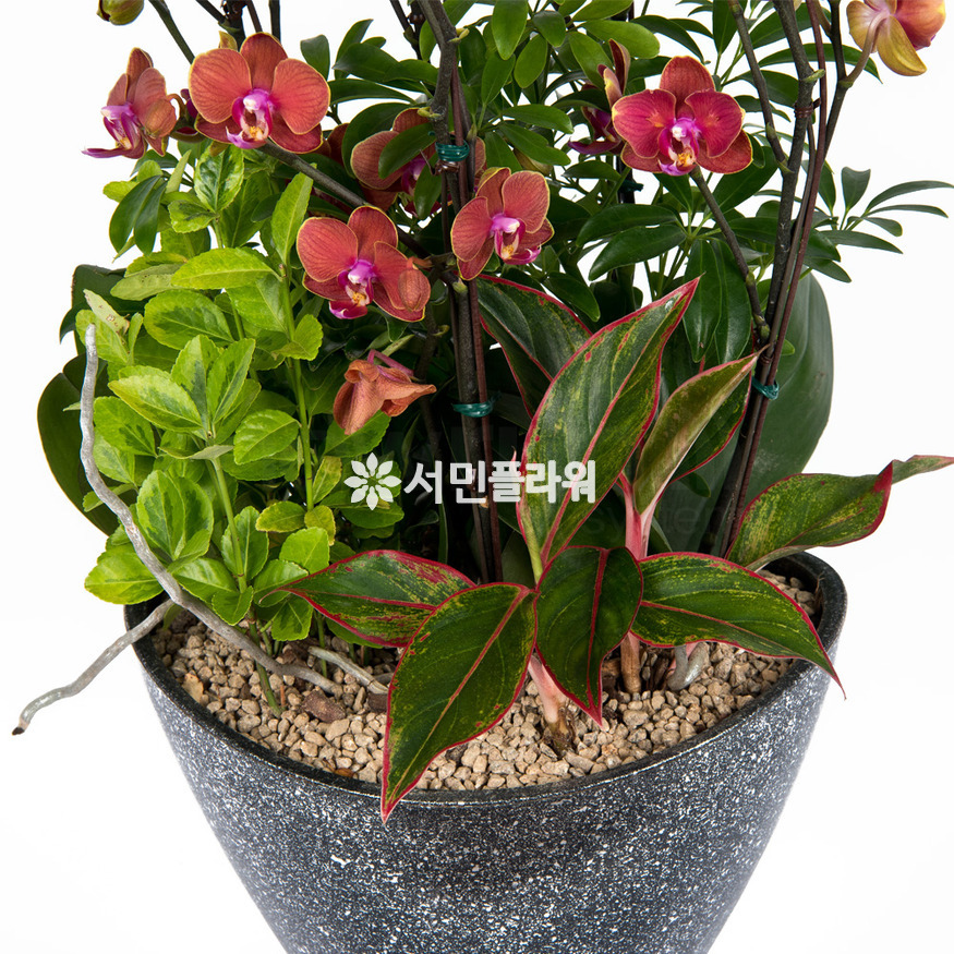 상세이미지