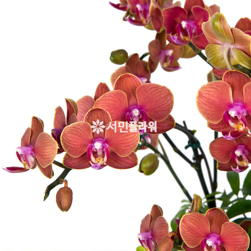 상세이미지