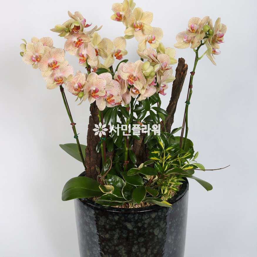 상세이미지