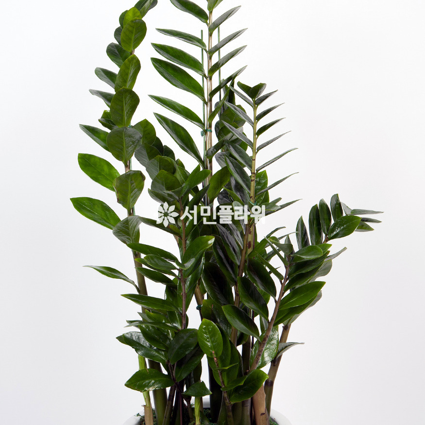 상세이미지
