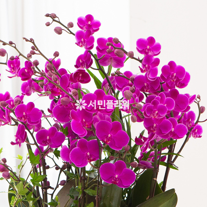 상세이미지