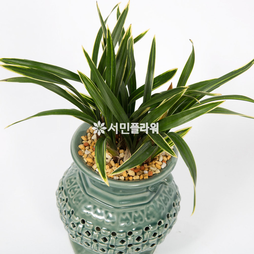 상세이미지