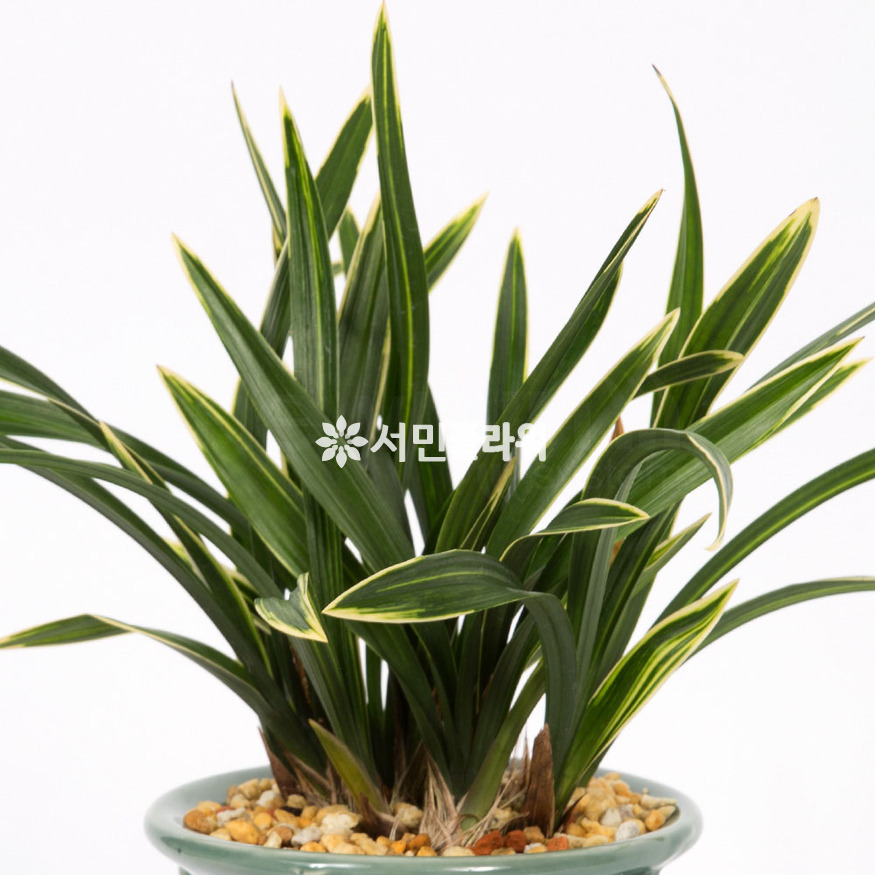 상세이미지