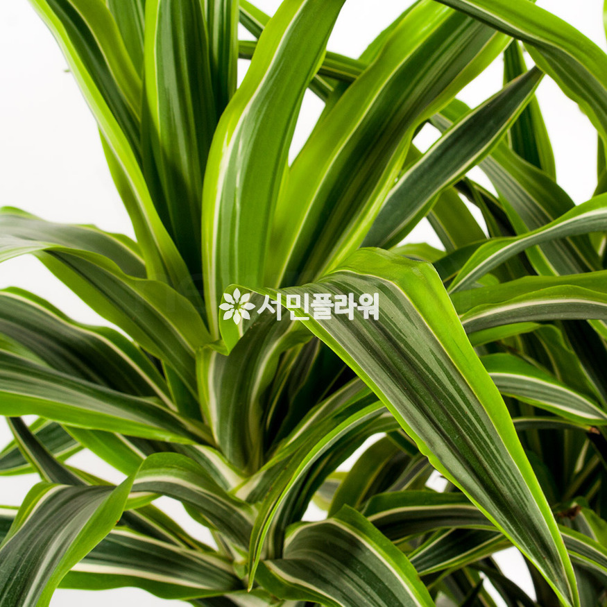상세이미지