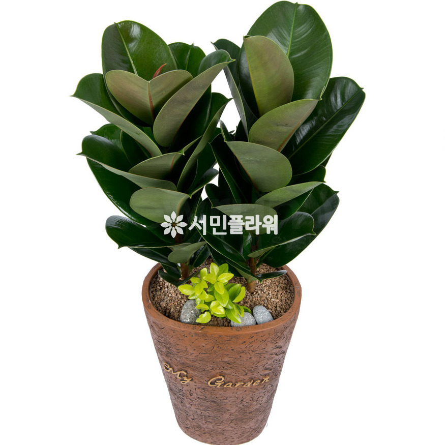 상세이미지