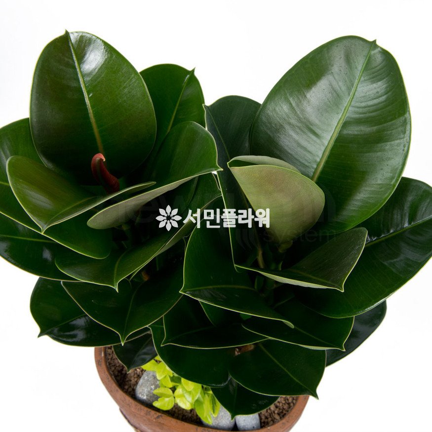 상세이미지