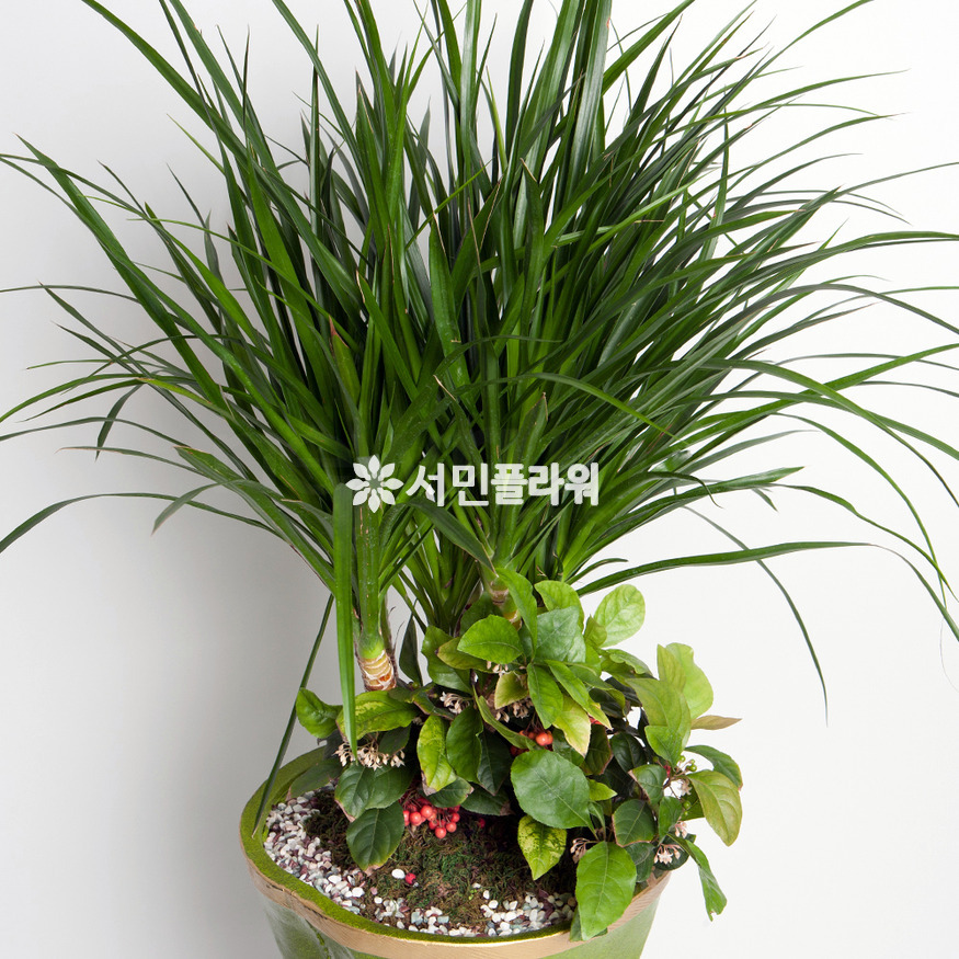 상세이미지